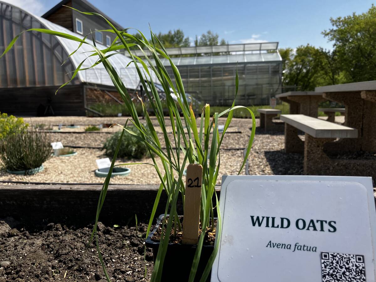While not as headline catching as waterhemp or kochia, Group 1 and 2 resistance in wild oats has been a steadily growing headache for Manitoba farmers. Photo: Greg Berg