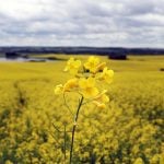 China has agreed to lower tariffs on Canadian canola seed to a combined rate of 15 per cent on March 1, 2026, from current levels of 84 per cent. Photo: Robin Booker

