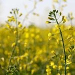 Tariffs for canola seed are to drop to a combined rate of about 15 per cent from the current combined rate of 84 per cent. Photo: Greg Berg
