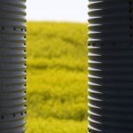 The Alberta Canola Producers Commission polled 105 growers, with 72 per cent agreeing the Feds should provide compensation. Photo: Getty Images Plus
