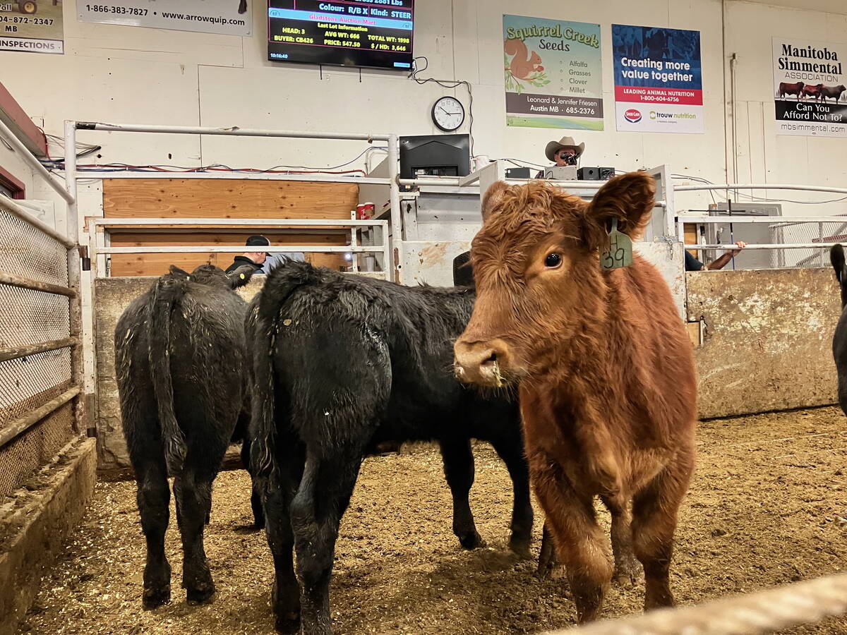 Trade uncertainty with the U.S. continues to cast a shadow over otherwise sunny market conditions for cow-calf producers in 2026. It&rsquo;ll be a big file for the Canadian Cattle Association as Andrea Brocklebank takes over as CEO. Photo: Greg Berg