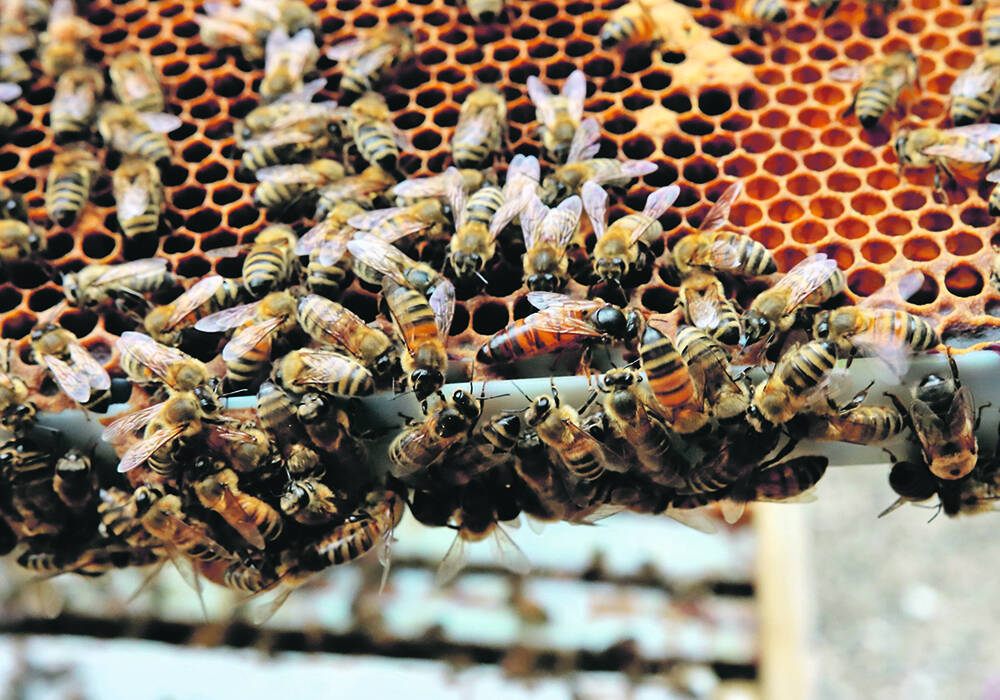 Adulterated honey has been a longstanding concern for Canadian beekeepers. Photo: Miranda Leybourne