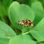 Trap crops to cut faba bean spraying?