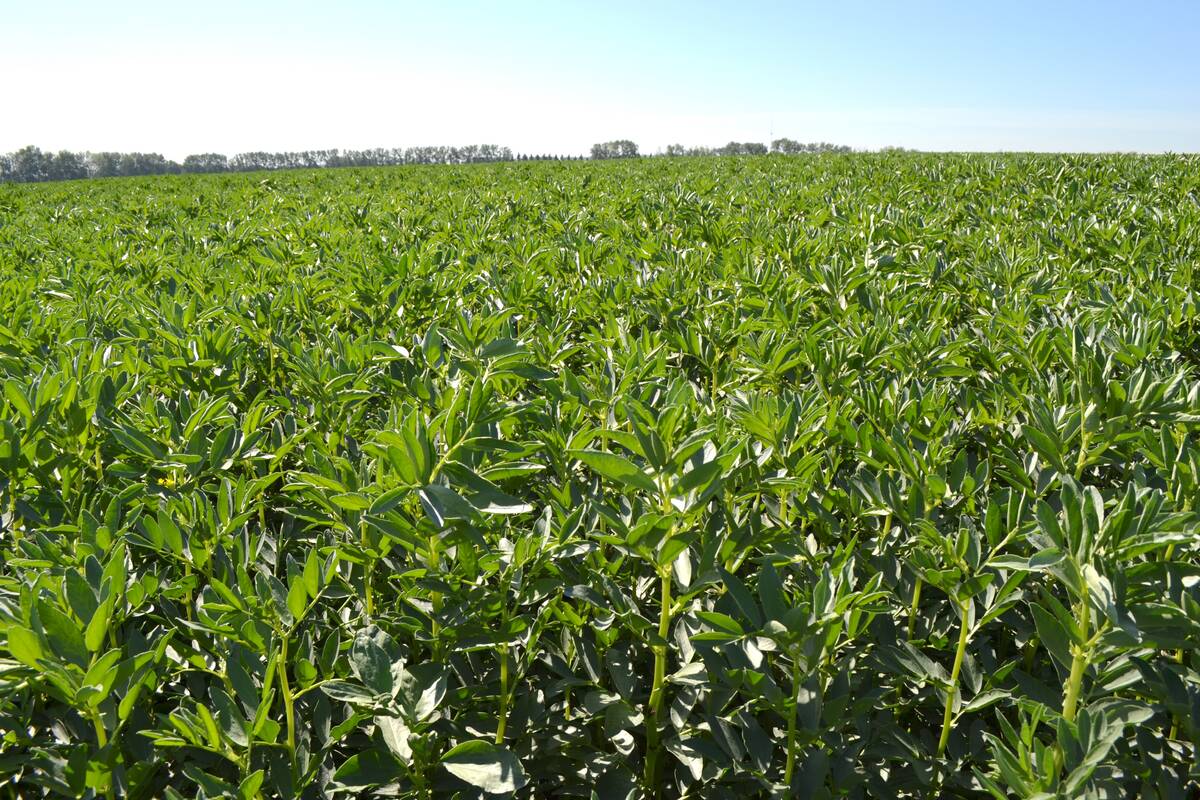 A faba bean crop at Olds College in Alberta, September 2025. Photo: Zak McLachlan