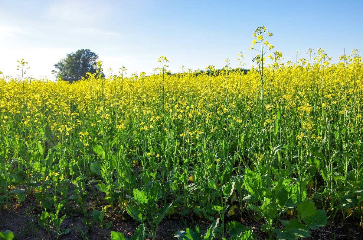 Trade issues with China cast a pall over last year&rsquo;s Prairie canola crop. Photo: Alexis Stockford