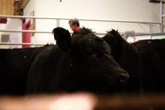 Cattle being sold at the Gladstone Auction Mart in Gladstone, Manitoba, on October 28, 2025.