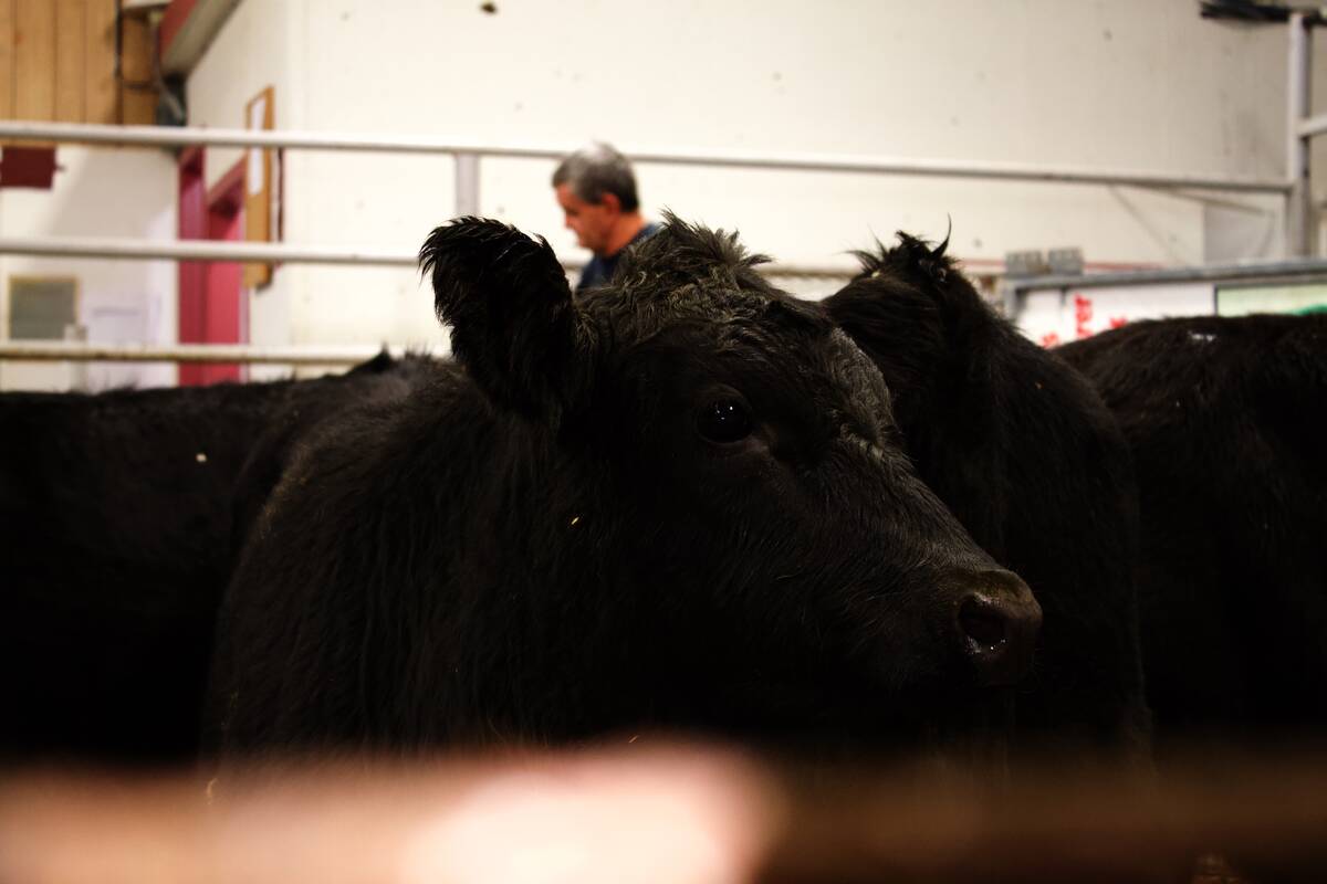 Cattle being sold at the Gladstone Auction Mart in Gladstone, Manitoba, on October 28, 2025.
