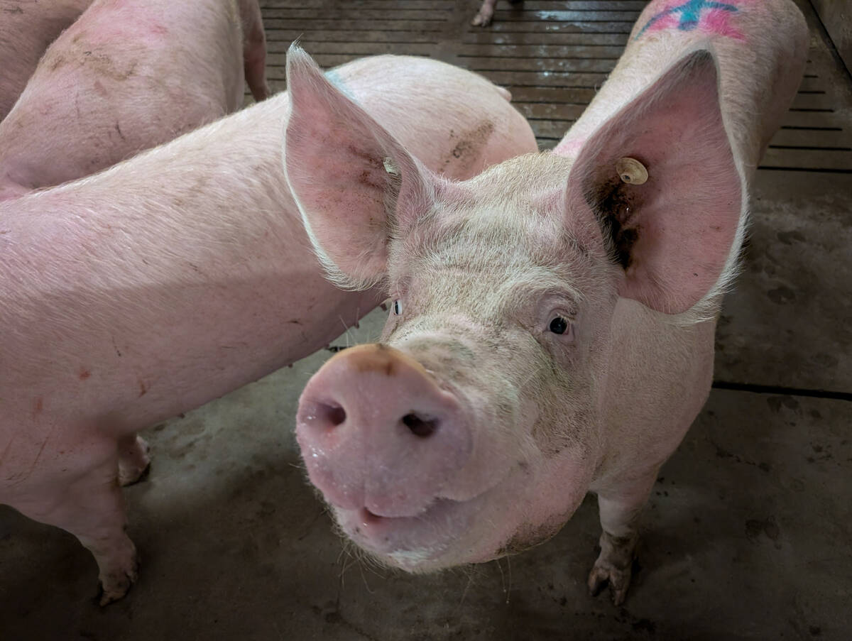 Pigs in a Manitoba pig barn. Photo: Geralyn Wichers