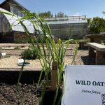 MANITOBA AG DAYS: Wild oat resistance tightens its grip in Manitoba