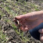 Anne Kirk holds a freshly dug plant of winter wheat at a crop plot at Ian N. Morrison Research Farm in Carman, Man., to examine it for new root growth. Photo: Greg Berg
