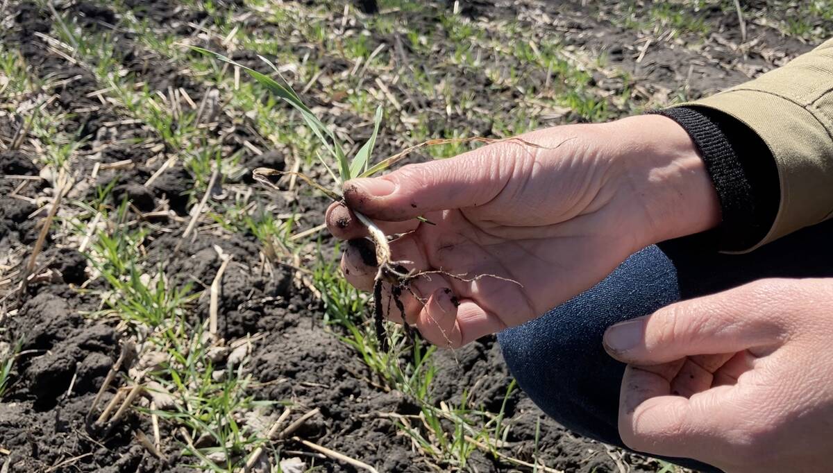 Anne Kirk holds a freshly dug plant of winter wheat at a crop plot at Ian N. Morrison Research Farm in Carman, Man., to examine it for new root growth. Photo: Greg Berg