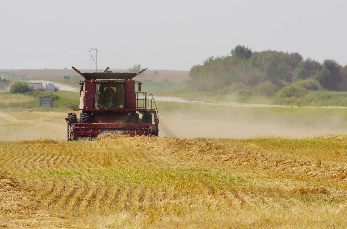 A swathed cereal crop is combined under sunny skies in west-central Manitoba Aug. 30, 2025. Photo: Alexis Stockford