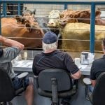 Manitoba cattle prices, Jan. 28