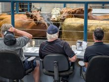 File photo of steers in the auction ring at Grunthal Auction Mart.
