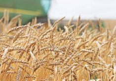 A Canadian wheat crop with a John Deere combine in the background. Photo: File