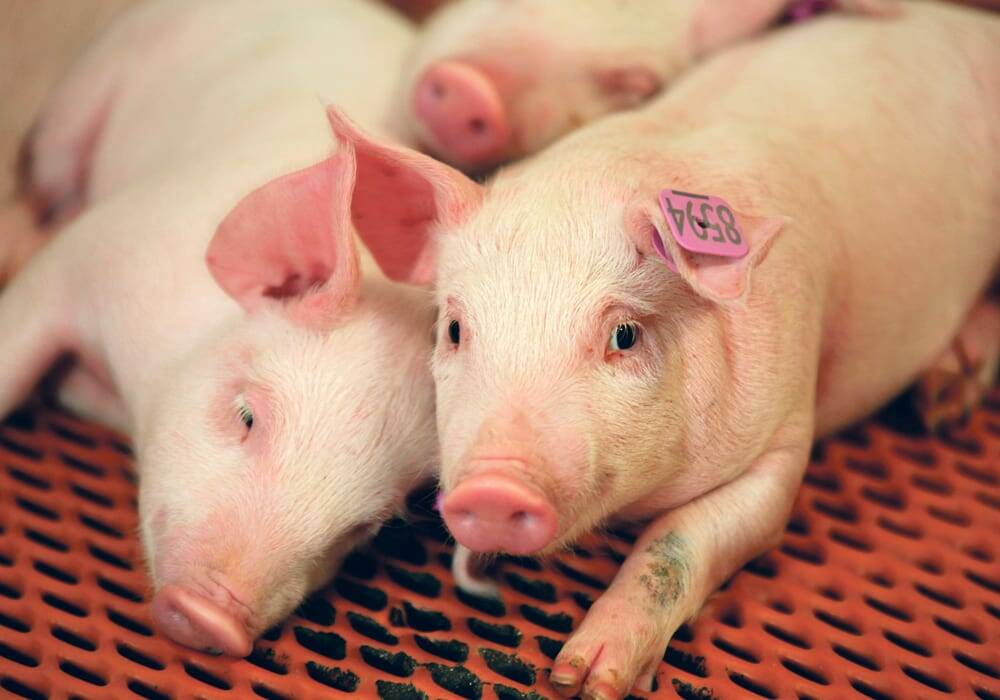 Pork producers are watching the shifting trade landscape between Canada and its trading partners closely. Photo: File