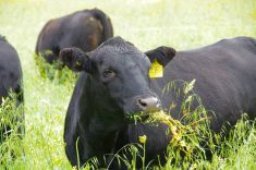 A cow grazes a mixed annual intercrop at Manitoba Beef and Forage Initiatives north of Brandon, Man. Photo: Alexis Stockford