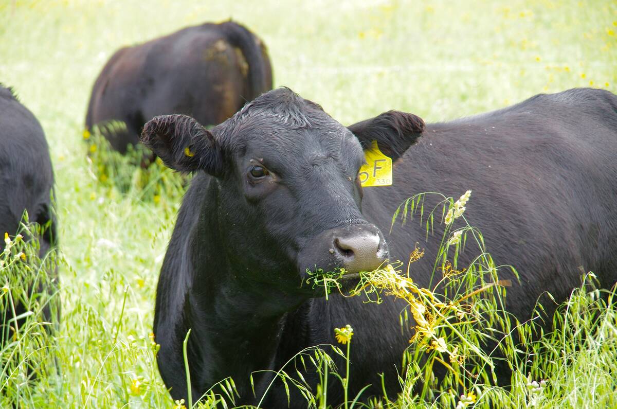 A cow grazes a mixed annual intercrop at Manitoba Beef and Forage Initiatives north of Brandon, Man. Photo: Alexis Stockford