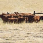 Canadian cattle industry has wins to shout about