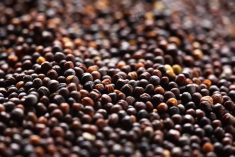 AgGronomyTV: Seed crop production in Canada: Part 2