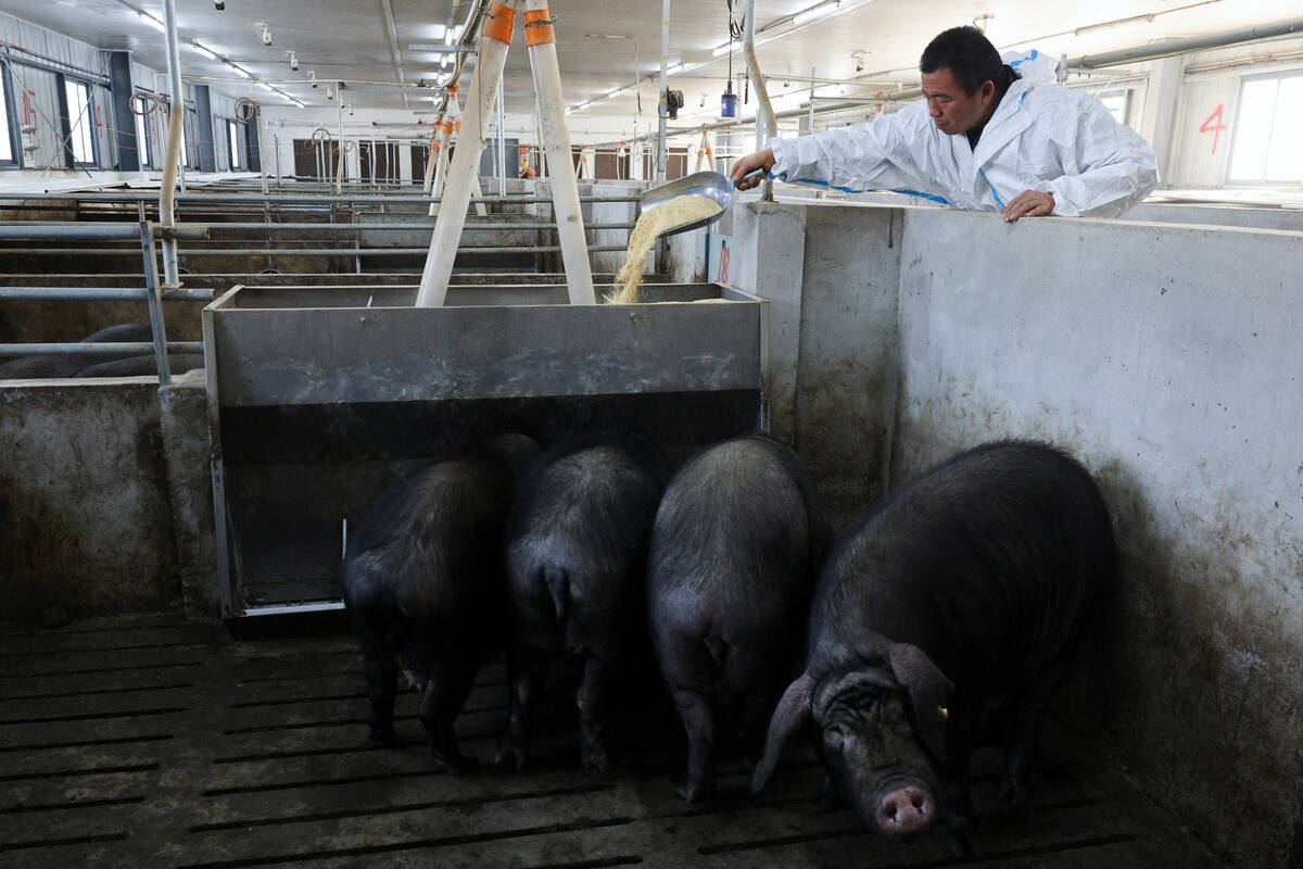 Farm manager Gao Qinshan feeds black pigs in a pen at a pig farm in Taizhou, Jiangsu province, China January 15, 2026. REUTERS/Go Nakamura
