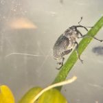 The trade-off of spraying for cabbage seed pod weevil