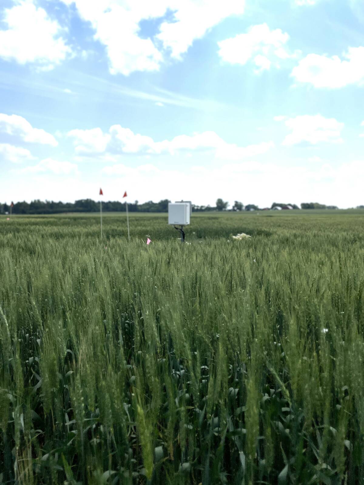 A Real-Time In-Situ Monitoring for Agriculture (RISMA) network field-based sensor monitoring station tracks soil moisture from the surface down to one metre, with readings taken every 15 minutes. 
Photo: Submitted