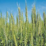 Wheat