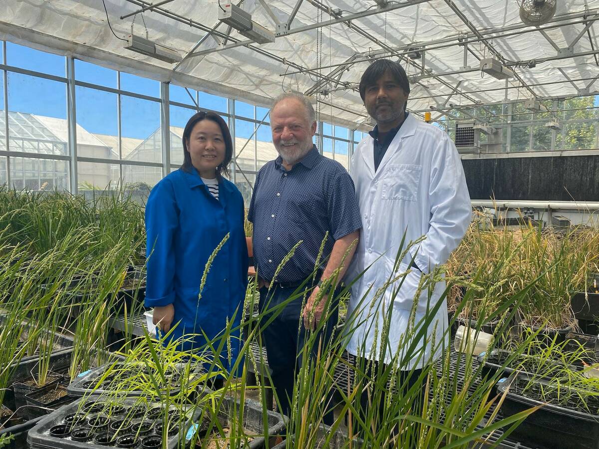 Eduardo Blumwald, centre, is a distinguished professor in the UC Davis Department of Plant Sciences. Lab members Hiromi Tajima, left, and Akhilesh Yadav are among those who have been working to develop wheat and rice that can stimulate bacteria in the soil to produce nitrogen the plants can use for fertilizer. Here, rice grows in their greenhouse on campus. Photo: Trina Kleist/UC Davis
