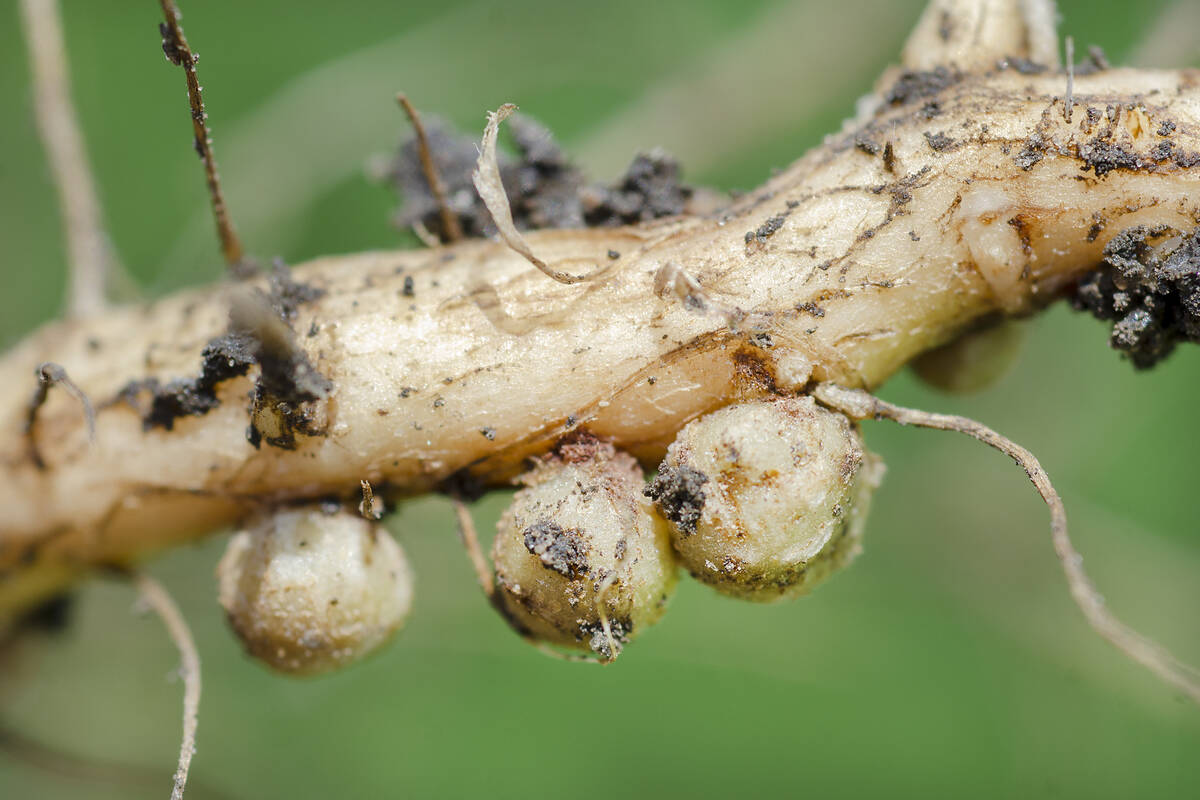 Legume plants fix their own nitrogen through the formation of symbiotic nodules on their roots. Photo: NNehring/Getty Images Plus