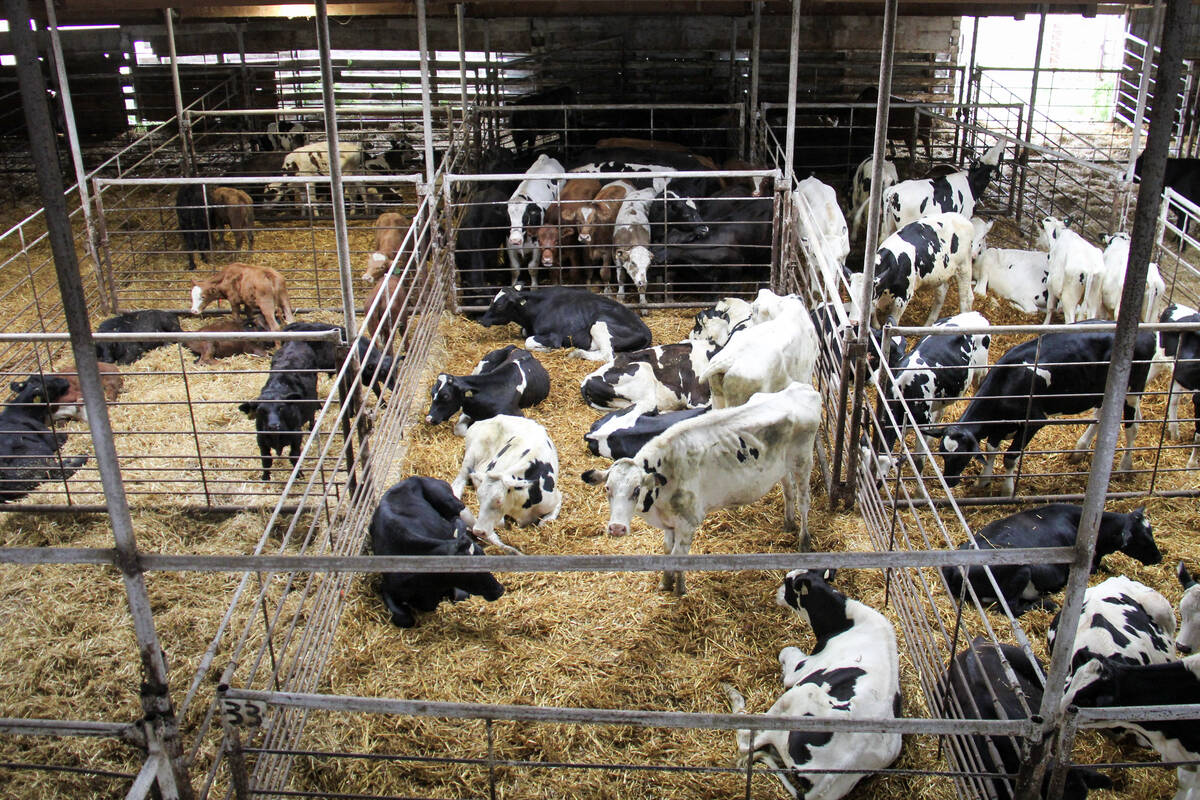 Dairy and beef cattle wait for their turn in the ring at a Manitoba auction mart in 2025. Photo: Geralyn Wichers