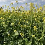 Mustard prices holding steady