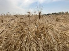Prairie CWRS wheat bids mixed to start February