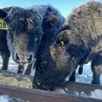 CCIA prepares to make traceability transition