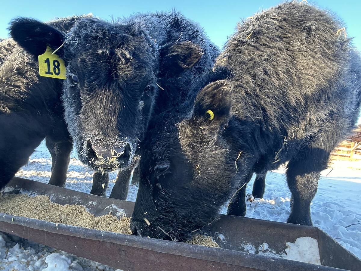heifer calves eating grain in winter. Photo: Janelle Rudolph