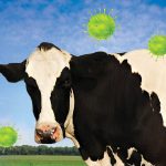 Head-on photo of a dairy cow with virus cells hovering around it. Photo: Diane Kuhl_GettyImages