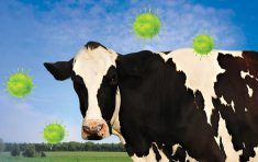 Head-on photo of a dairy cow with virus cells hovering around it. Photo: Diane Kuhl_GettyImages