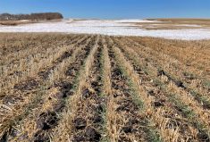 Overnight low temperatures in Oklahoma and Kansas dropped to the -15 to -20 C range for three consecutive days. Although these temperatures are significantly below normal, they were not sufficient to cause extensive winterkill.
