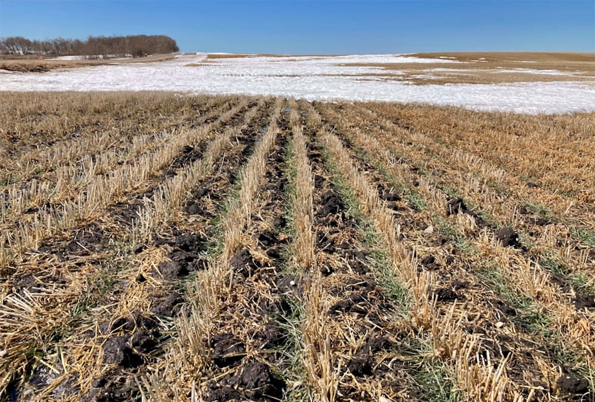 Overnight low temperatures in Oklahoma and Kansas dropped to the -15 to -20 C range for three consecutive days. Although these temperatures are significantly below normal, they were not sufficient to cause extensive winterkill.
