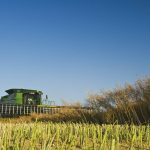 Canola growers face rising verticillium stripe threat with few options