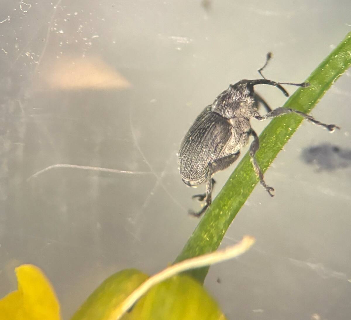 An adult cabbage seed pod weevil. Photo: Abi Benson/Manitoba Agriculture

(Multi-use permission granted, maintain photo credit)