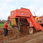 Vine crusher can smash weed seeds while squashing potato pests