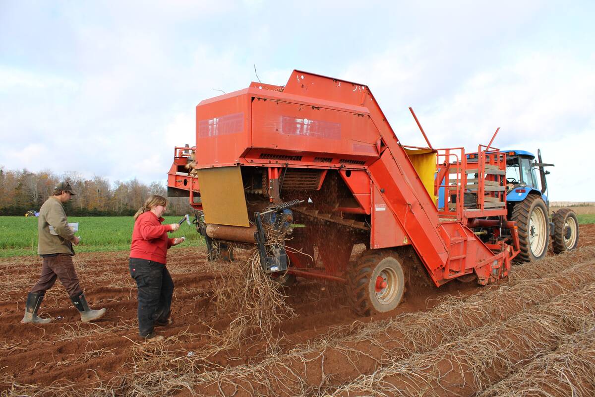 A potato vine crusher was put to the test for weed control during harvest, and showed promising results. Photo: Submitted