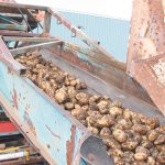 Freshly picked potatoes move along a conveyor.
