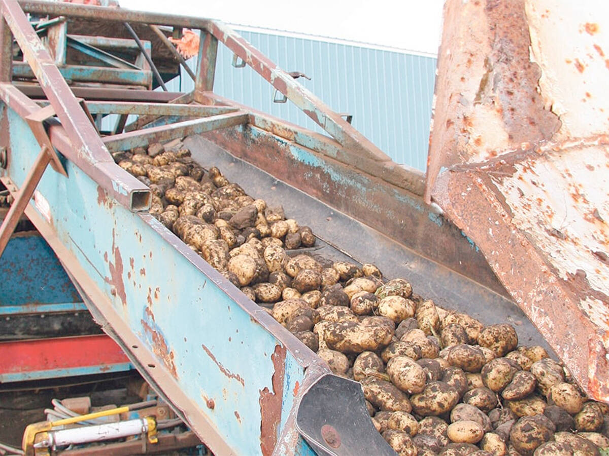Freshly picked potatoes move along a conveyor.