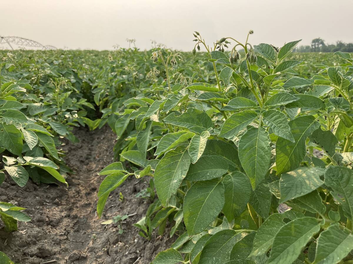 A potato crop grows near Elie, Man., in July. Photo: Greg Berg