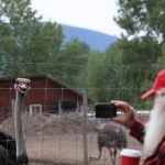 FILE PHOTO: May 17, 2025, Edgewood, Bc, CANADA: A supporter of Universal Ostrich Farms takes a photo of an ostrich at the farm in Edgewood, B.C., on Saturday, May 17, 2024. Hundreds of supporters flocked to the farm over the Victoria long weekend to protest the Canadian Food Inspection Agency’s order to cull the farm’s ostriches. Photo: Aaron Hemens/The Canadian Press via ZUMA Press
