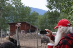 FILE PHOTO: May 17, 2025, Edgewood, Bc, CANADA: A supporter of Universal Ostrich Farms takes a photo of an ostrich at the farm in Edgewood, B.C., on Saturday, May 17, 2024. Hundreds of supporters flocked to the farm over the Victoria long weekend to protest the Canadian Food Inspection Agency’s order to cull the farm’s ostriches. Photo: Aaron Hemens/The Canadian Press via ZUMA Press

