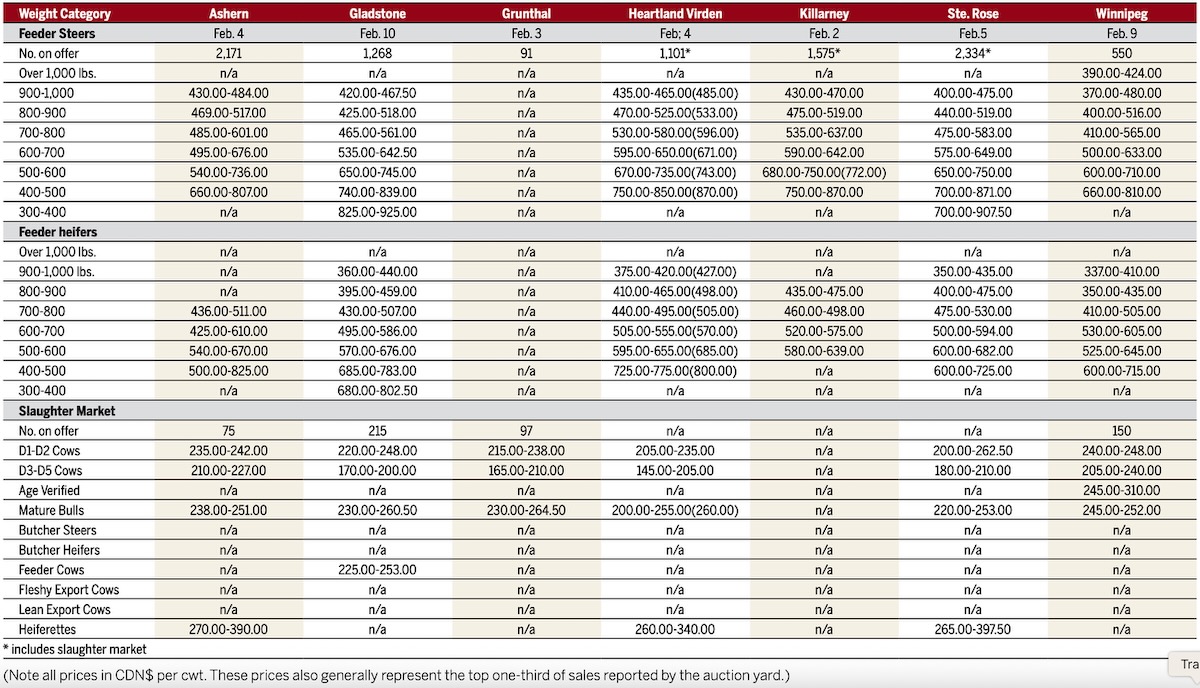 Your overview of cattle prices from Manitoba's livestock auction markets for the period of Feb. 2-10, 2026.
