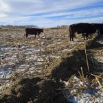 Cattle graze from feed dropped onto the ground by a truck and TMR mixer at a winter grazing tour on Bos Family Farms near Rapid City, Man., on Jan. 12, 2026. Photo: Miranda Leybourne